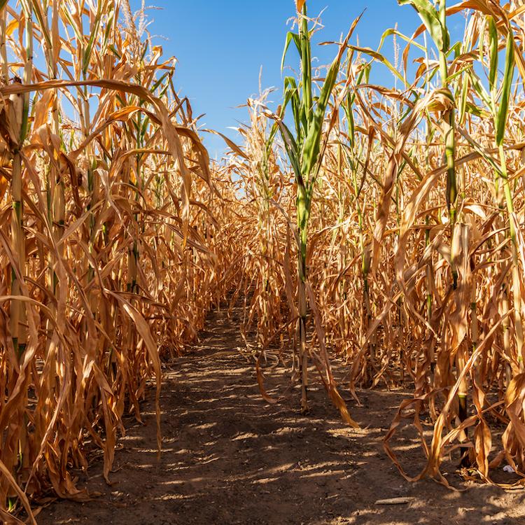 Western farmers suffering under drought conditions